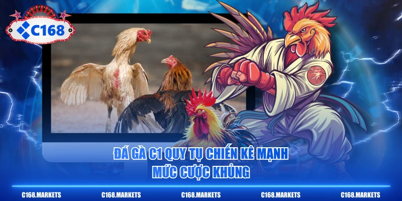 Đá Gà C1 Là Gì? 3 Tiêu Chuẩn Khắt Khe Nhất Cần Biết 2 Đá Gà C1 quy tụ chiến kê mạnh, mức cược khủng