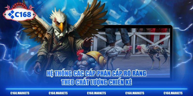 Đá Gà C1 Là Gì? 3 Tiêu Chuẩn Khắt Khe Nhất Cần Biết 4 Hệ thống các cấp phân cấp rõ ràng theo chất lượng chiến kê