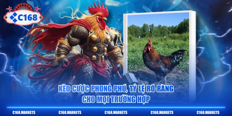 Chi Tiết Đá Gà Thomo - Luật Chơi 10 Hiệp X 60 Giây Đặc Trưng 4 Kèo cược phong phú, tỷ lệ rõ ràng cho mọi trường hợp